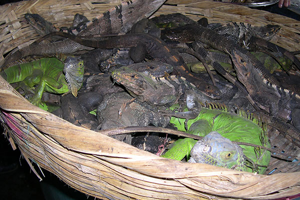 A nest of lizards