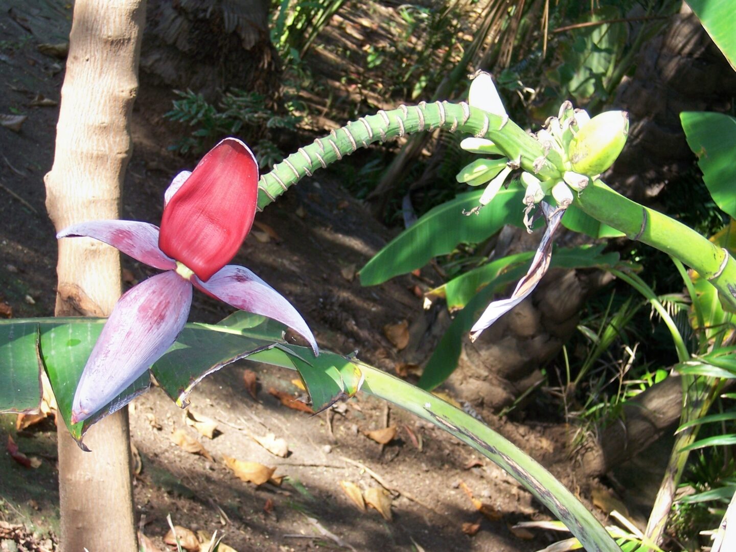A Banana Flower Hanging From a Bunch