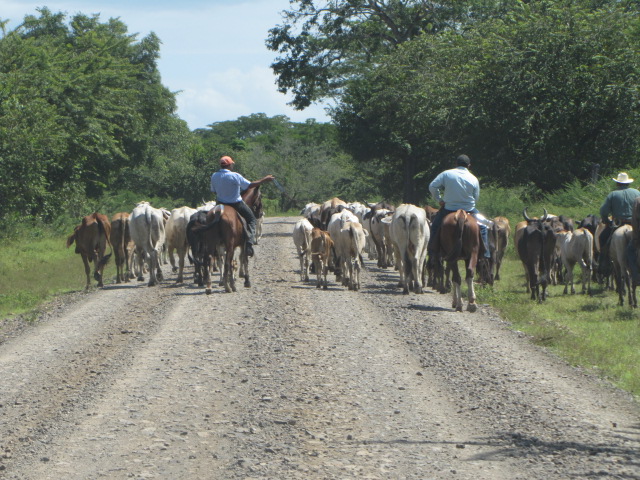 Two Men Gathering Cows on the Road
