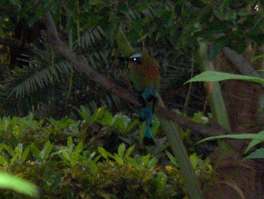 A Parrot Sitting on a Tropical Setting