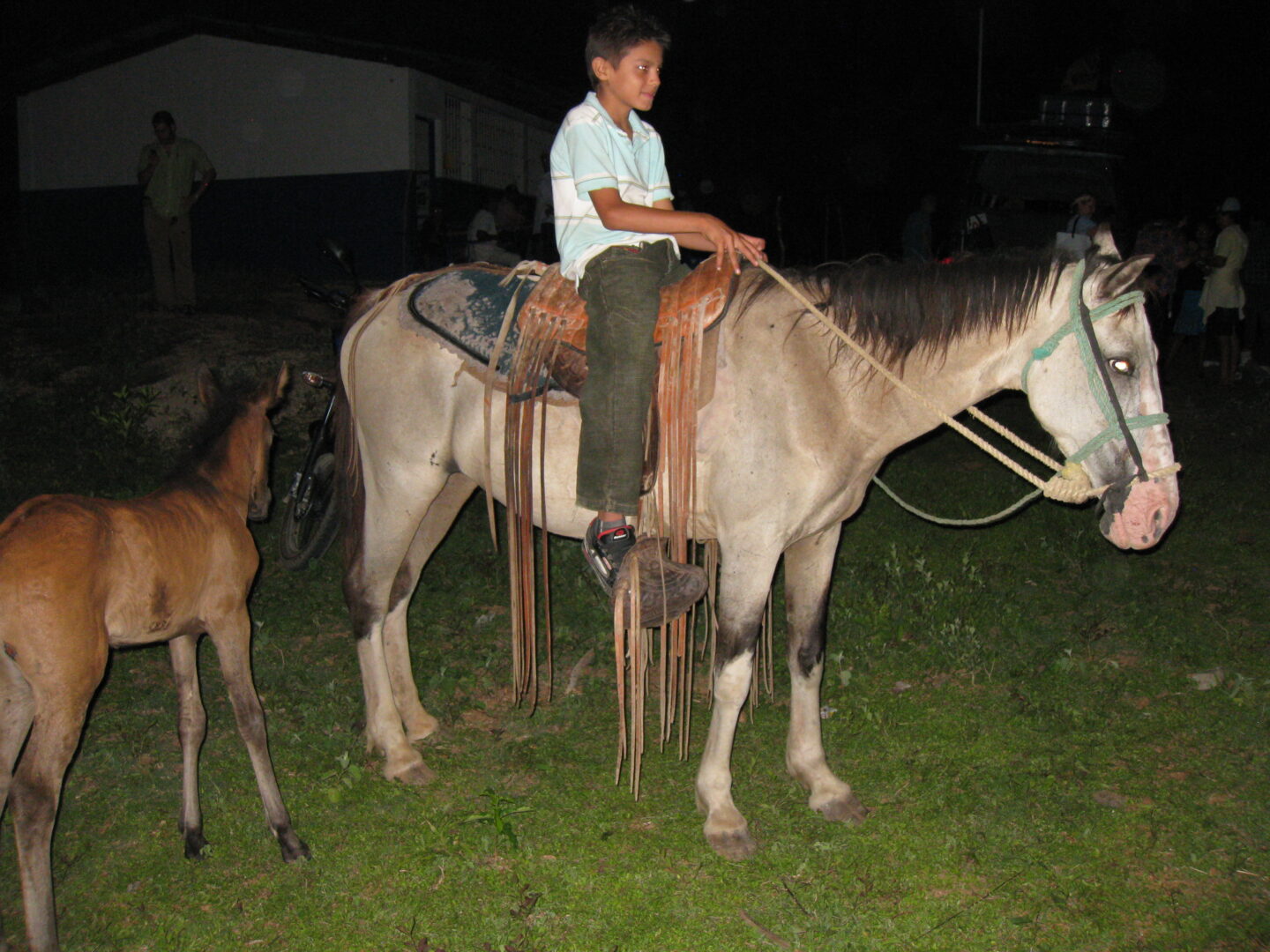 A Boy Sitting on a Brown Color Horse
