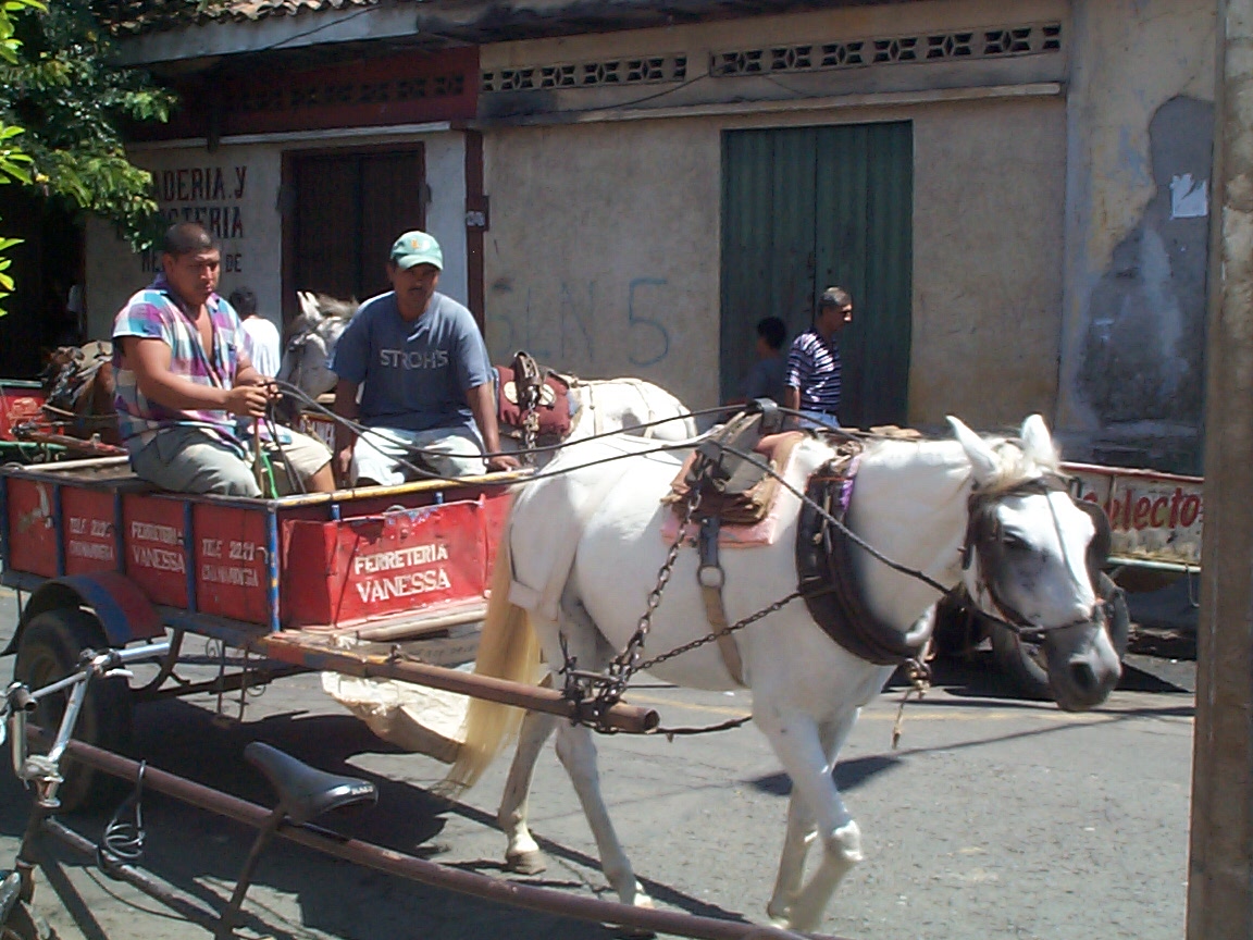 Two Men Riding a Carriage With a White Horse