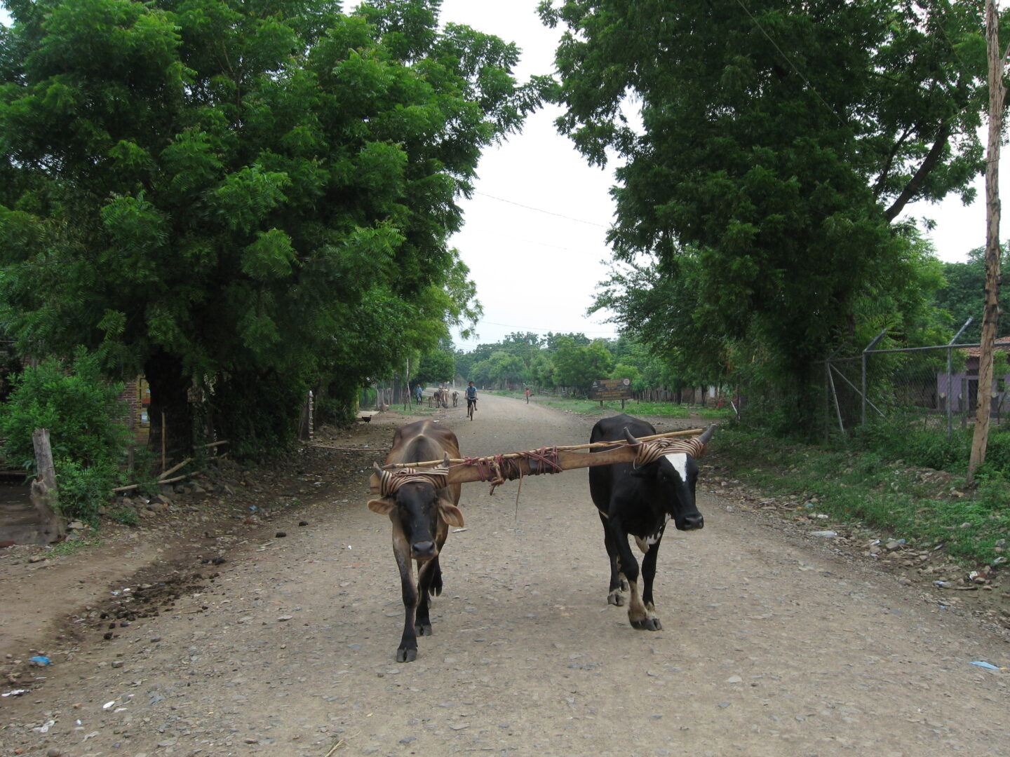 Two Cows Walking on the Road