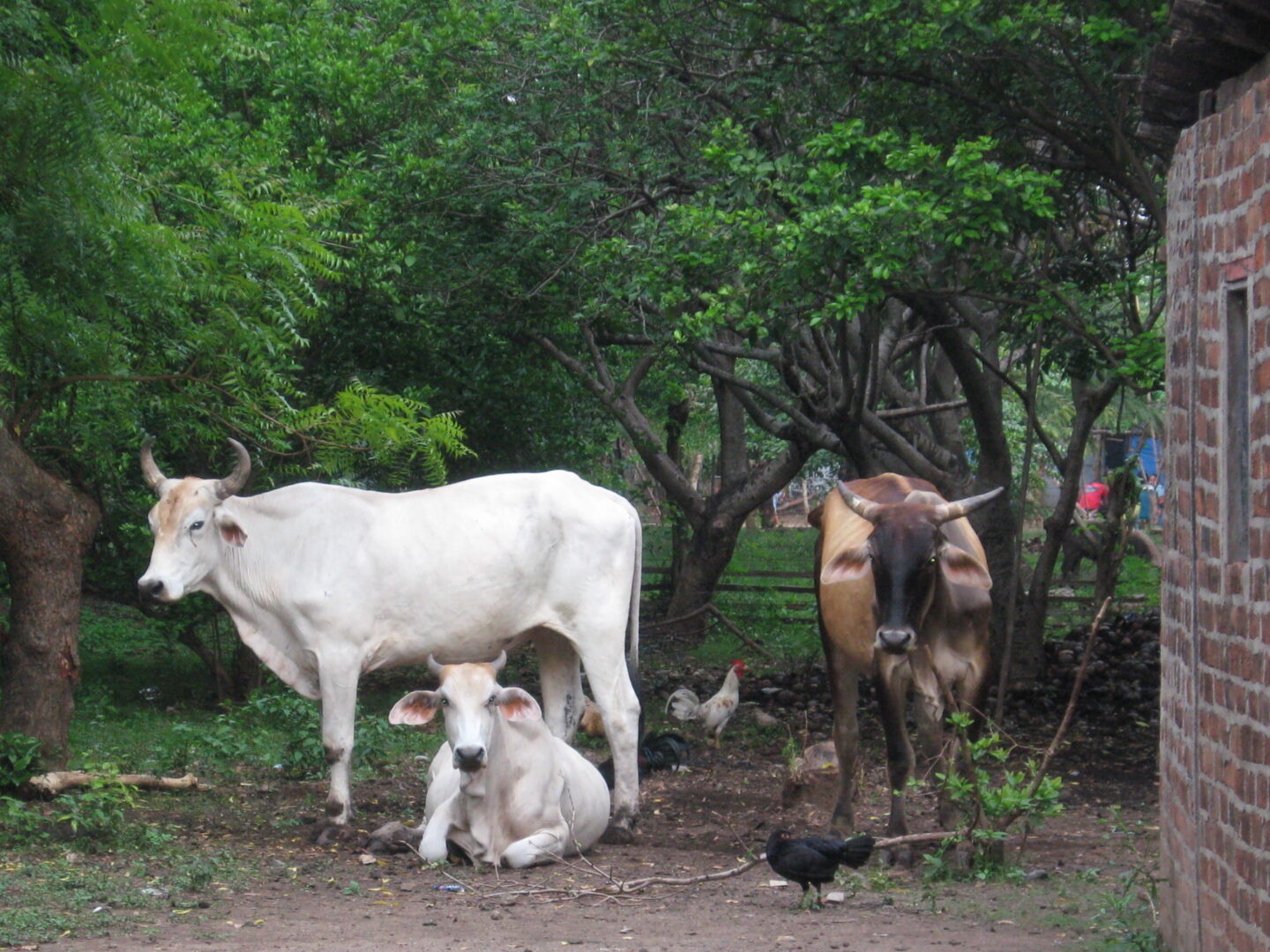 Two White Color Cows Standing Side by Side on the Road